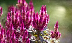 Güzelliği kadar ismiyle de ön plana çıkıyor: İşte horoz ibiğinin 4 faydası