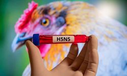 H5N5 paniği: Dünyada ilk ölüm gerçekleşti
