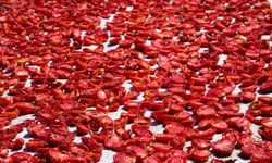 Kuru domates ihracatında rekor Ege’nin oldu