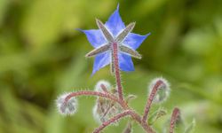 Kaldirik Otu: Karadeniz’in şifalı bitkisi mutfağa ve sağlığa nasıl katkı sağlıyor?