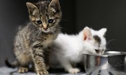 İzmir’de kısırlaştırma randevularıyla can dostlarına destek çağrısı: Bu numaradan ulaşabilirsiniz