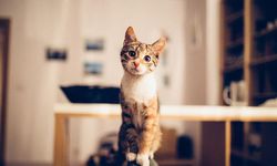 Araştırmalar ortaya koydu: Kediler ilk ne zaman ve nerede evcilleşti?