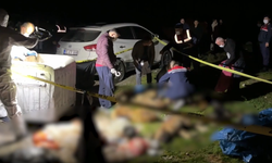 Tüyler ürperten olay: 9 köpek çöp kutusunda ölü bulundu