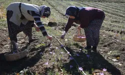 Mucize bitki olarak biliniyor: Kilosu 600 bin lira