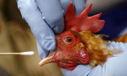 Muğla'da kuş gribi alarmı: İlk vaka görüldü