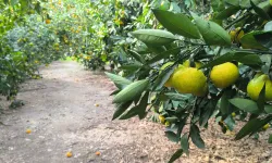 Narenciye üreticisinden fiyat tepkisi: 5 liraya mal edip, 3 liraya satıyoruz