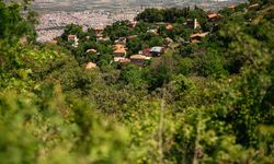 Ne Trabzon ne Rize: Karadeniz esintisi İzmir’in bu şirin köyünde!