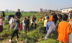 Ödemiş’te öğrencilerle yer fıstığı hasadı heyecanı