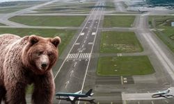 Piste ayı girdi: Uçak seferleri durduruldu