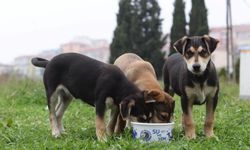 Valilikten açıklama: O ilde sokak köpeklerini beslemek yasaklandı