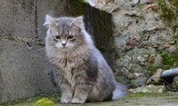 Kediyi öldürüp kaçtı: Ödül gibi ceza aldı