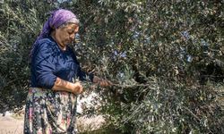 Bornova’da örnek uygulama: Zeytin ve zeytinyağı ücretsiz taşınıyor