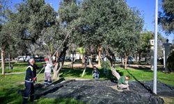 Bornova’da hasat zamanı: İhtiyaç sahiplerine ulaştırılacak