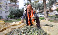 Buca’da dayanışma için zeytin hasadı