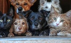 Buca'da sahiplendirme kampanyası meyvelerini veriyor: Yüzlerce can dost sıcak yuvaya kavuştu