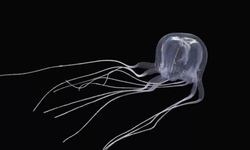 Yeni bir canlı keşfedildi: 24 gözüyle aynı anda her yöne bakabiliyor