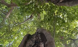 600 yıllık çınarın gölgesinde bir İzmir köyü: Balıkçı limanı ve sade lezzetlerin adresi