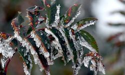 AKOM uyardı: İzmir’de zirai don alarmı