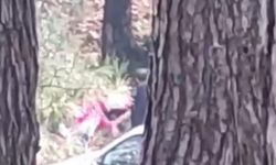 Buca’da ormanlık alanda kadına şiddet: Sosyal medyada tepki çeken görüntüler