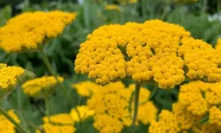 Civanperçemi otunun faydaları nelerdir? Civanperçemi otu nasıl tüketilir?