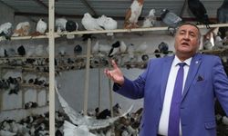 Eşine az rastlanır olay: Vatandaşın güvercinlerine haciz geldi