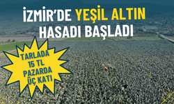 İzmir’in verimli tarım arazilerinde yeşil altın hasadı başladı: Tarlada 15 TL, pazarda üç katı