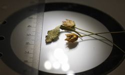 Emekli öğretmenin dikkatiyle keşfedildi: Çameli pelemiri literatüre girdi