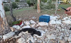 Muğla'da karaya vuran yavru fok İzmir'e sevk edildi