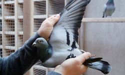 İşletmeler iflas yolunda: Güvercine bile haciz geldi!