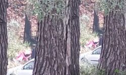 İzmir’de ormanda kadına şiddet: Şüpheli kısa sürede yakalandı