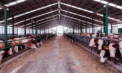 İzmir’de şap alarmı: Urla’da bölgesel karantina başlatıldı