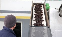 İzmir’den zeytin ve zeytinyağı ihracatına devlet destekli hamle