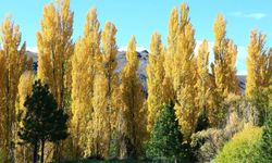 İzmir’in Kavakları Türküsünün bilinmeyen hikayesi: Kavakların yerinde şimdi taş sokaklar var