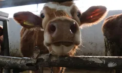 İzmir’de şap kâbusu büyüyor: Bir ilçede daha karantina kararı!