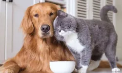 Evcil hayvan sahipleri dikkat: Son gün 31 Aralık, cezası var!