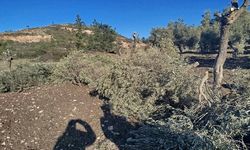 Tapulu arazideki zeytinlikleri söktüler: Yanlışlık olmuş!