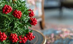 Yılbaşının vazgeçilmezi: Kokinayı özel yapan şey ne?