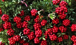 Herkes satın alıyor ama kimse bilmiyor: İşte kokinanın hikayesi