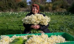 Bir yılda üçe katladı: Bir demet nergis bin 500 TL!