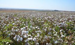 Pamuk tarlada kaldı: Araziler yok paraya satılıyor!