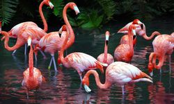 UNESCO Dünya Doğal Mirası olma yolunda: Avrupa’yı aratmayan gizli cennet İzmir’de