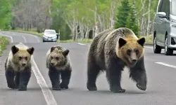 Japonya’da ayı saldırıları rekor kırdı!