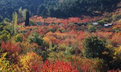 İzmir’in küçük Gümüşhane’si: Ormanın içinde tam bir oksijen deposu