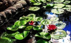 Türkiye’de tek: İzmir’in bu doğa cenneti görenleri büyülüyor