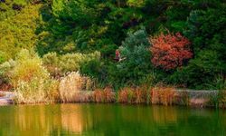 Homeros Vadisi nerede ve nasıl gidilir? Hafta sonu için İzmir'in en iyi doğa rotası