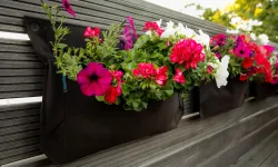 İzmir’e özgü çiçekler ve yetiştirme ipuçları