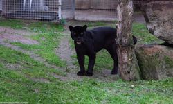 Türkiye'nin tek jaguarı İzmir'de yaşamını yitirdi