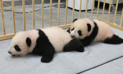 Binlerce insanın ağlayarak yolcu ettiği ikiz pandalar nereye gidiyor?