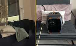 Taşınma kediler için travma mı? Yeni eve alışma sürecinde bilinmesi gerekenler