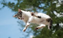 Başına kedi düşen kadın 50 Bin lira tazminat aldı